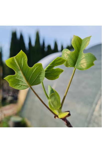 Тюльпановое дерево в садовому центрі